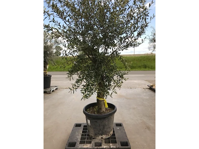 Olijfboom - olea europaea 'joven' - afbeelding 1 van  1