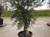 Olijfboom - olea europaea 'joven'