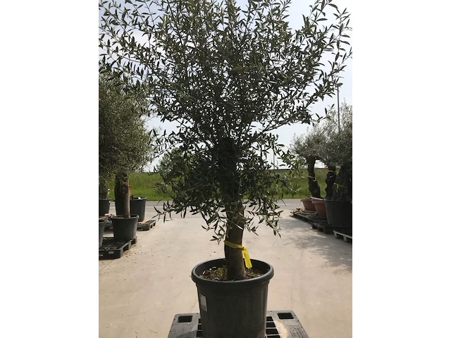 Olijfboom - olea europaea 'joven' - afbeelding 1 van  1