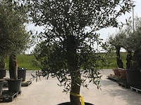 Olijfboom - olea europaea 'joven'
