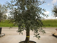 Olijfboom - olea europaea 'joven'