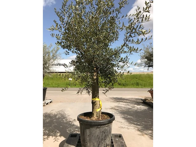Olijfboom - olea europaea 'joven' - afbeelding 1 van  1