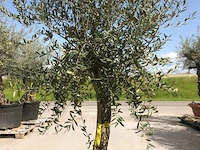 Olijfboom - olea europaea 'joven'