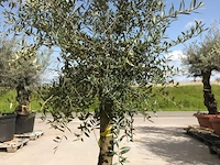 Olijfboom - olea europaea 'joven'