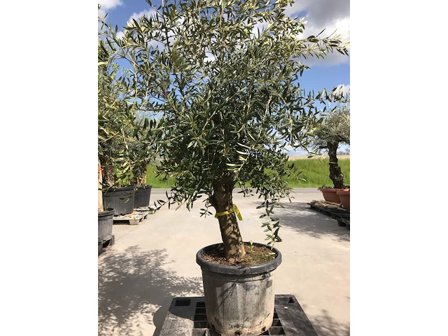 Olijfboom - olea europaea 'joven' - afbeelding 1 van  1