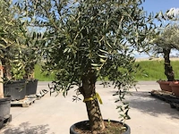 Olijfboom - olea europaea 'joven'