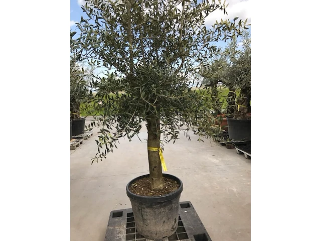 Olijfboom - olea europaea 'joven' - afbeelding 1 van  1