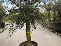 Olijfboom - olea europaea 'joven' - afbeelding 1 van  1
