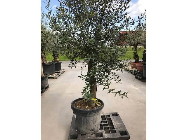 Olijfboom - olea europaea 'joven' - afbeelding 1 van  1