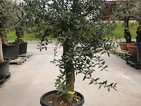 Olijfboom - olea europaea 'joven' - afbeelding 1 van  1