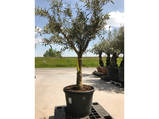 Olijfboom - olea europaea 'manzanillo ramificado' - afbeelding 1 van  1