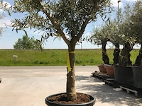 Olijfboom - olea europaea 'manzanillo ramificado' - afbeelding 1 van  1