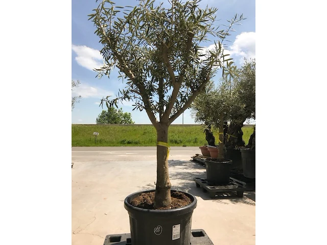 Olijfboom - olea europaea 'manzanillo ramificado' - afbeelding 1 van  1