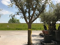 Olijfboom - olea europaea 'manzanillo ramificado' - afbeelding 1 van  1