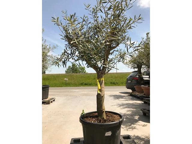 Olijfboom - olea europaea 'manzanillo ramificado' - afbeelding 1 van  1