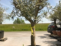Olijfboom - olea europaea 'manzanillo ramificado' - afbeelding 1 van  1