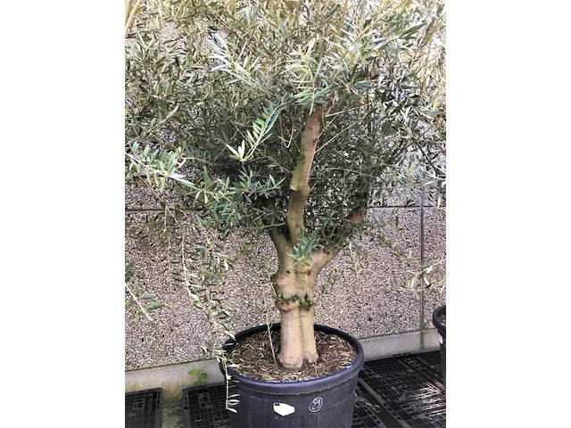 Olijfboom- olea europaea 'bajo liso' - afbeelding 1 van  1