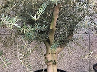 Olijfboom- olea europaea 'bajo liso' - afbeelding 1 van  1