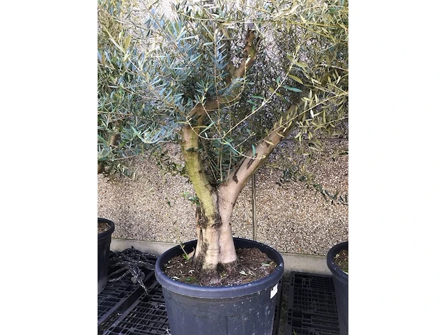 Olijfboom- olea europaea 'bajo liso' - afbeelding 1 van  1