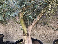 Olijfboom- olea europaea 'bajo liso' - afbeelding 1 van  1