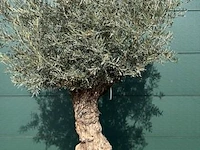 Olijfboom 250-270cm - afbeelding 1 van  2