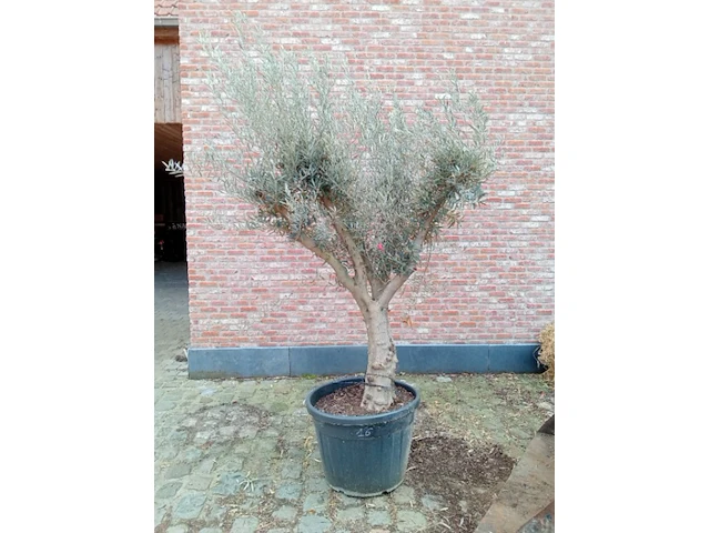 Olijfboom aldalucia - afbeelding 1 van  1