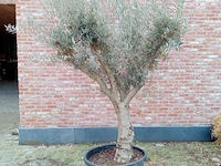 Olijfboom aldalucia - afbeelding 1 van  1