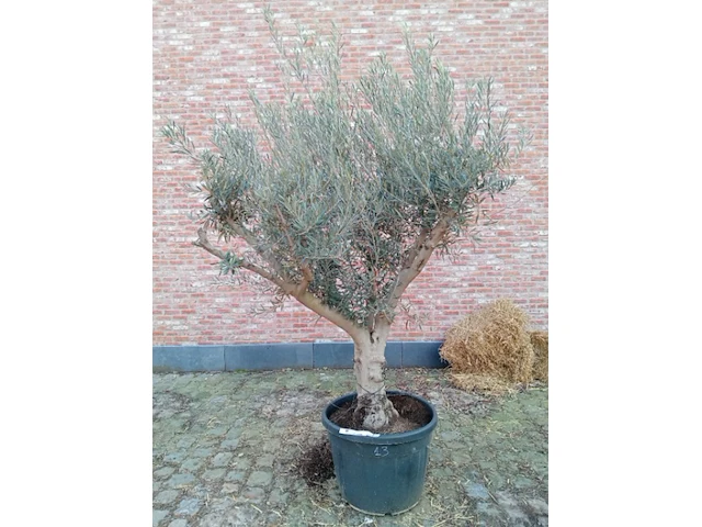Olijfboom andalucia - afbeelding 1 van  1