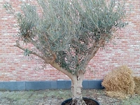 Olijfboom andalucia - afbeelding 1 van  1