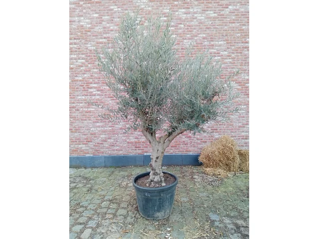 Olijfboom andalucia - afbeelding 1 van  1