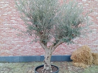 Olijfboom andalucia - afbeelding 1 van  1