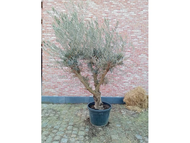 Olijfboom andalucia - afbeelding 1 van  1