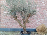 Olijfboom andalucia - afbeelding 1 van  1