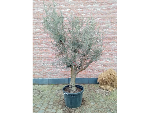 Olijfboom andalucia - afbeelding 1 van  1
