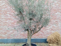 Olijfboom andalucia - afbeelding 1 van  1