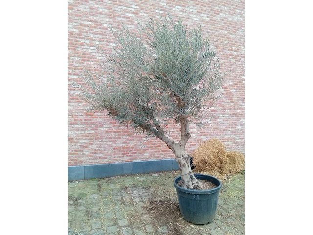 Olijfboom andalucia - afbeelding 1 van  1