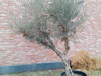 Olijfboom andalucia - afbeelding 1 van  1