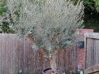 Olijfboom andalucia - afbeelding 1 van  1