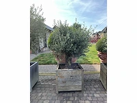 Olijfboom groenblijvende boom - afbeelding 2 van  3