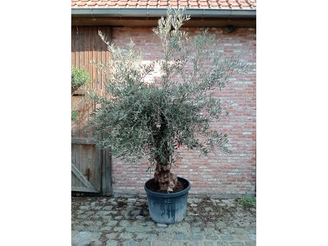 Olijfboom hoji blanca - afbeelding 1 van  1
