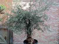 Olijfboom hoji blanca - afbeelding 1 van  1