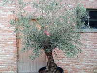 Olijfboom hoji blanca - afbeelding 1 van  1