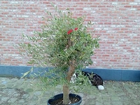 Olijfboom intensivo - afbeelding 1 van  1