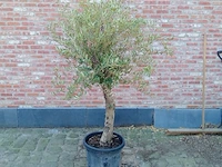 Olijfboom intensivo - afbeelding 1 van  1