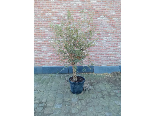 Olijfboom intensivo - afbeelding 1 van  1