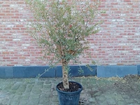 Olijfboom intensivo - afbeelding 1 van  1