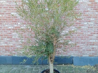 Olijfboom intensivo - afbeelding 1 van  1