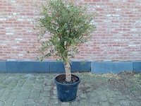 Olijfboom intensivo - afbeelding 1 van  1