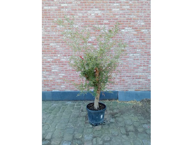 Olijfboom intensivo - afbeelding 1 van  1