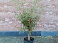 Olijfboom intensivo - afbeelding 1 van  1